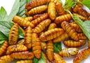 NHỘNG ĐÔNG LẠNH 1000g / 蛹 1000g
